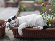 花盆里晒太阳的懒洋洋的猫咪图片