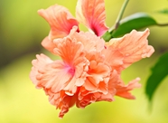 妖娆盛开的橙色灌木木槿花图片