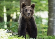 原始森林黑色野生熊摄影图片