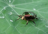 趴在绿叶上的甲虫蚜虫摄影图片