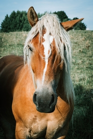 阳光照耀下的棕色马匹摄影图片