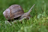 在草地上缓慢爬行的蜗牛图片
