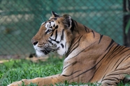 动物园圈养东北虎摄影图片