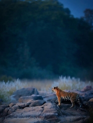 一只老虎站在山崖上图片