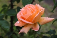 雨后粉色玫瑰花花枝摄影图片