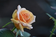 黄色玫瑰花枝摄影图片