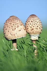 绿油油的草地棕色大蘑菇摄影图片