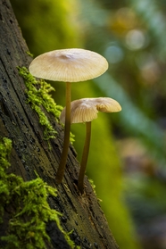 长在树皮上的苔藓和蘑菇图片