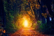 秋天金色树林小路落叶风光摄影图片