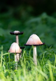 绿色草地硬柄小蘑菇摄影图片