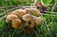草地野生小蘑菇群摄影图片