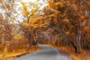 金色秋天树林公路风景摄影图片