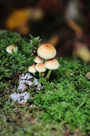 生长在青苔中的蘑菇群摄影图片