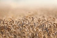 乡村麦田成熟的麦穗摄影图片