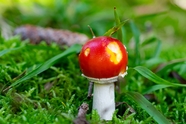 绿色草地破土而出红色毒蘑菇图片