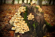 秋天树桩上的野蘑菇群摄影图片