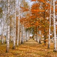 秋季白色桦树林风景摄影图片
