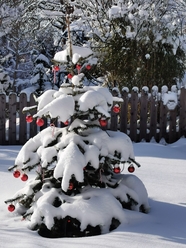 冬天雪地圣诞树装扮摄影图片