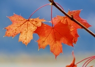 秋天红色枫树叶局部摄影图片