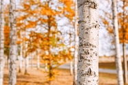 秋天白桦树摄影图片