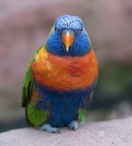 澳洲彩虹鹦鹉摄影图片