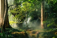 绿色热带树林植物摄影图片
