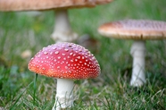 绿色草地红色蛤蟆菌蘑菇图片