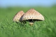 绿色草地野生褐色蘑菇摄影图片