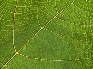绿色树叶脉络纹理底纹摄影图片