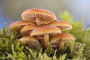 绿色草丛蜜环菌蘑菇群摄影图片