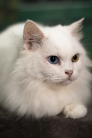 可爱纯白色小猫咪摄影图片