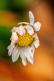 花瓣凋落的小雏菊微距特写摄影图片