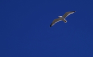 蓝色天空中飞翔的海鸥图片