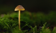 绿色草地自然生长的野蘑菇图片
