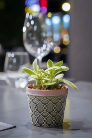 餐桌绿色盆栽植物摄影图片