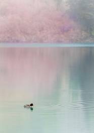 唯美山水湖泊鸭子嬉戏摄影图片