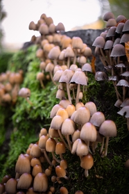 野生菌丝体蘑菇群摄影图片