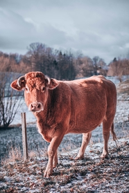 冬季牧场大黄牛摄影图片