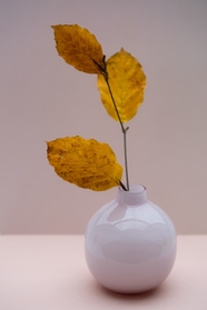 秋天树叶白色陶瓷插花装饰艺术图片