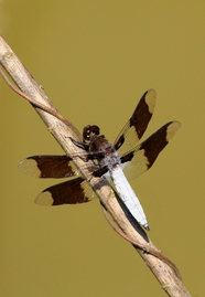 夏天停在竹竿上的野生蜻蜓图片