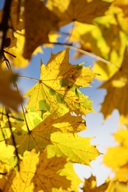 秋天黄色枫树叶仰拍摄影图片
