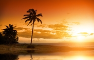日暮黄昏海边夕阳棕榈树摄影图片