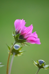 妖娆绽放的粉色花朵图片