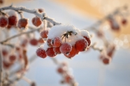 冬季积雪覆盖的红色浆果摄影图片