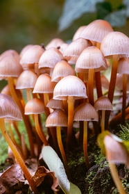 野生硬柄小皮伞蘑菇群摄影图片