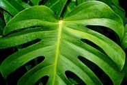 绿色龟背竹植物叶子微距特写摄影图片