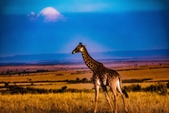 肯尼亚草原马赛长颈鹿摄影图片