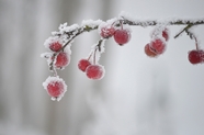枝头霜打红色浆果摄影图片