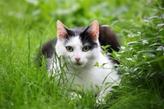 趴在草丛里的可爱小萌猫摄影图片
