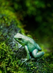 两栖类绿色树蛙摄影图片